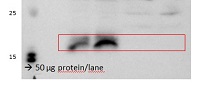 VPS29 | Vacuolar protein sorting 29 in the group Antibodies Plant/Algal / Membrane Transport System / Endomembrane system at Agrisera AB (Antibodies for research) (AS13 2633)